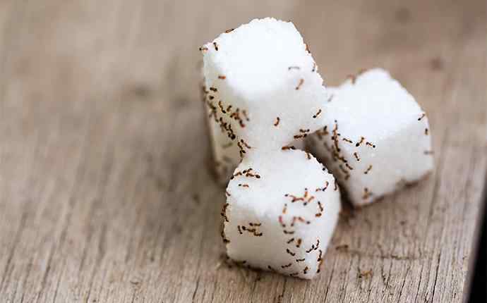 four sugar cubes covered in ants on a table