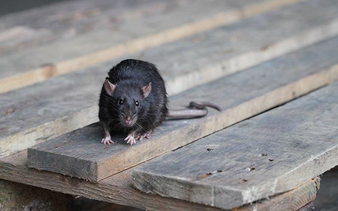 black rat on a pallet