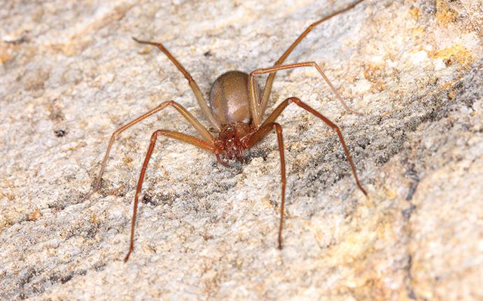 brown recluse spider on a rock