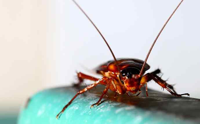 A cockroach crawling on a butter dish