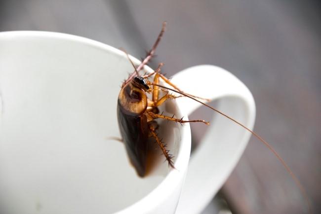 cockroach-on-a-cup