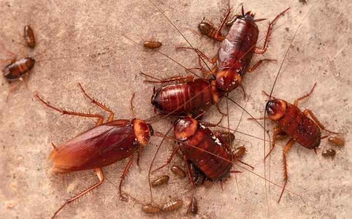 a group of cockroaches