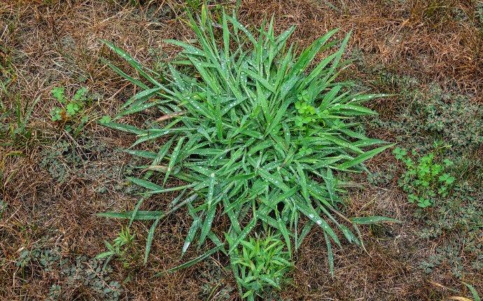 crabgrass