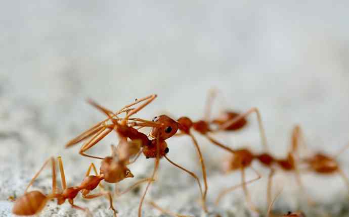 a colony of fire ants crawling on an anthill