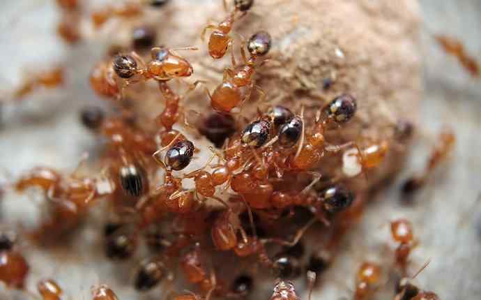 a group of ants on a piece of food