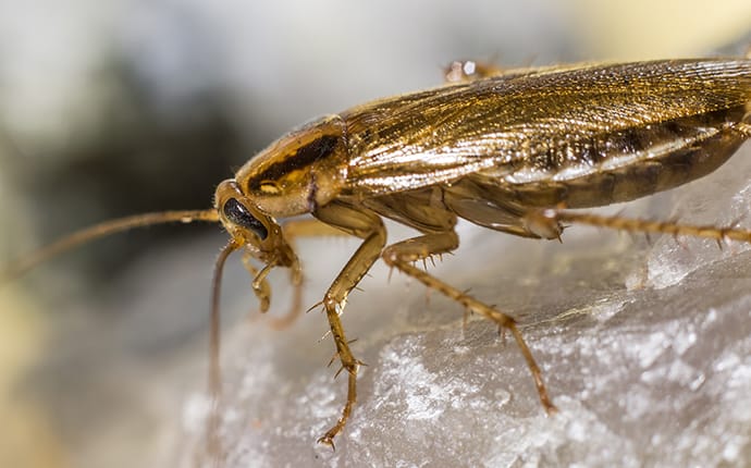 a german cockroach crawling on a rock
