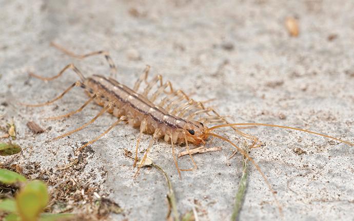 a house centipede on a rock