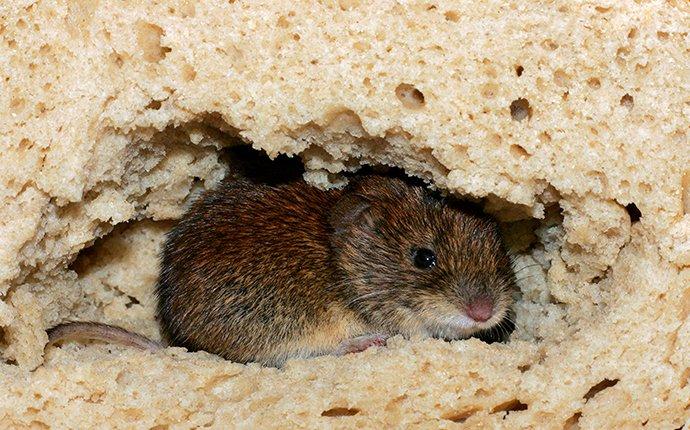 a house mouse crawling through and eating bread
