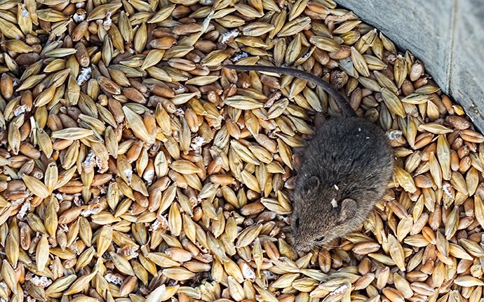 a house mouse crawling in grains