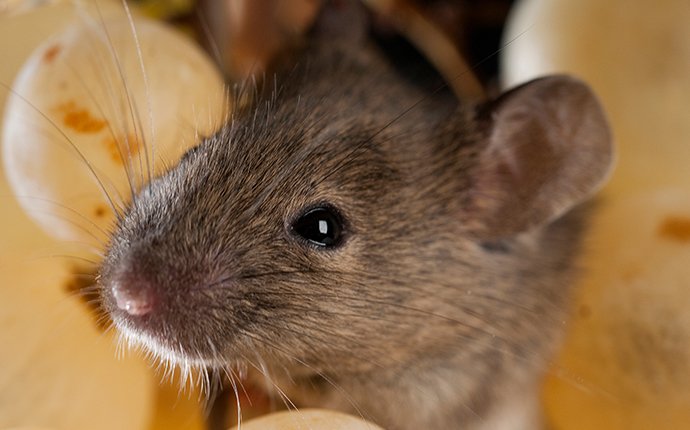 a house mouse eating grapes