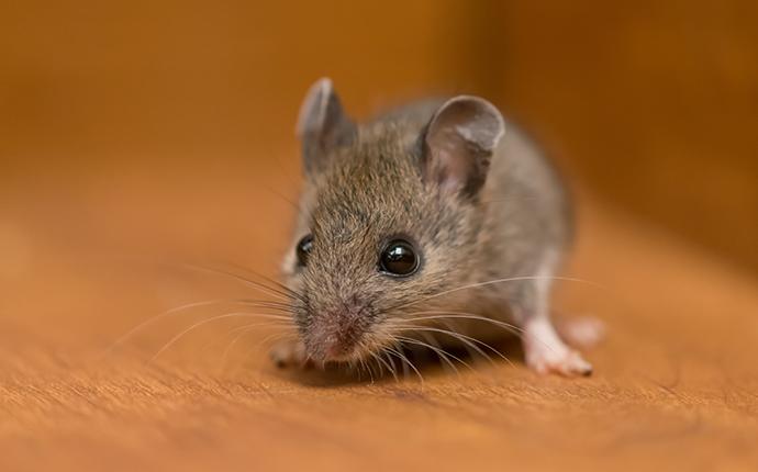 little house mouse up close