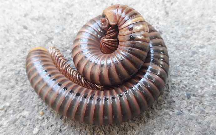 a millipede on a cement surface