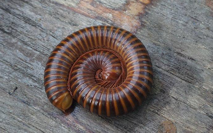 a millipede curled up on a table