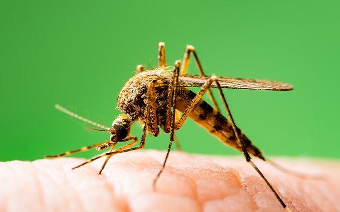 a mosquito perched on a finger