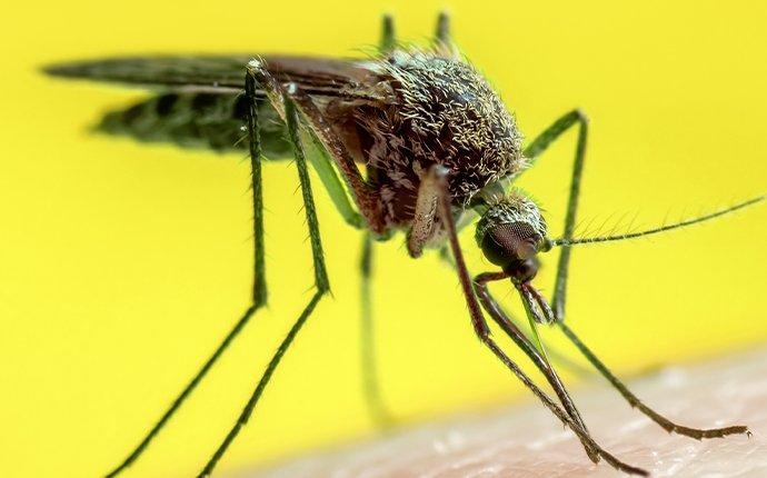 mosquito biting human skin spreading disease