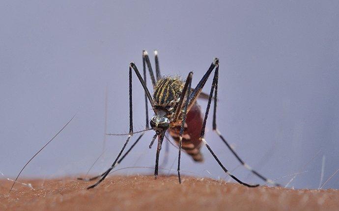 a mosquito biting human skin