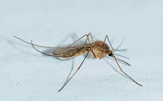 a mosquito on white table