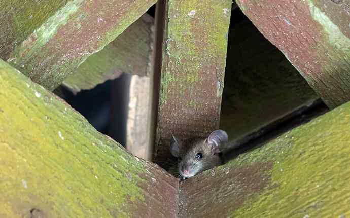 mouse peeking its head out between beams in the attic