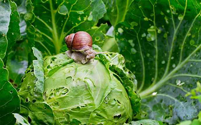 snail crawling on a head of lettuce