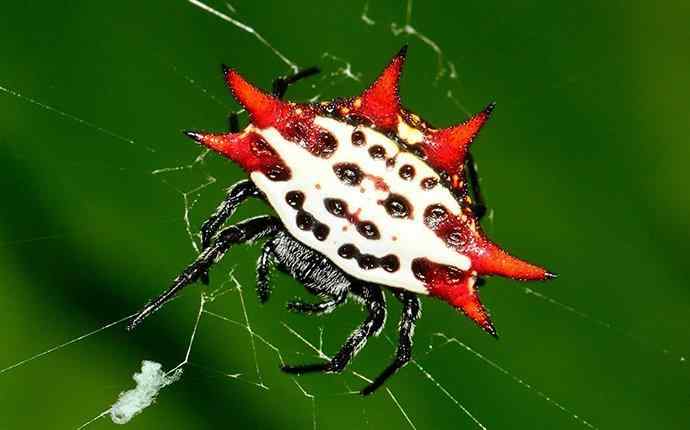a spider on its web