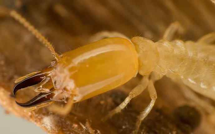 termite infestation inside home walls