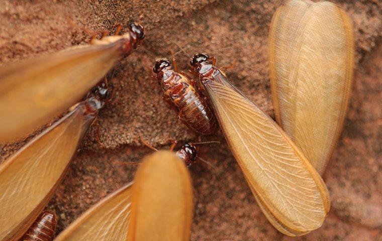 termites swarmers alates on a wooden support