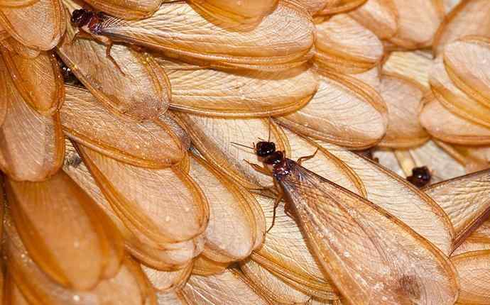 a group of termite swarmers