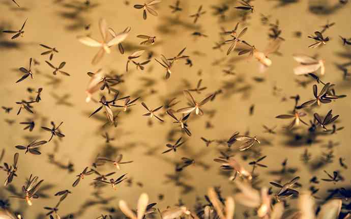 a group of termites flying in a swarm