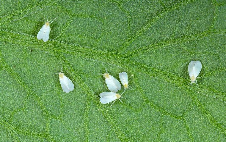 whiteflies on a leaf