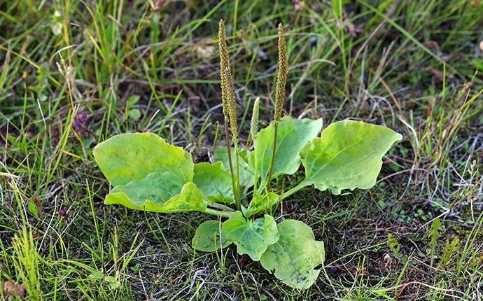 weeds on lawn