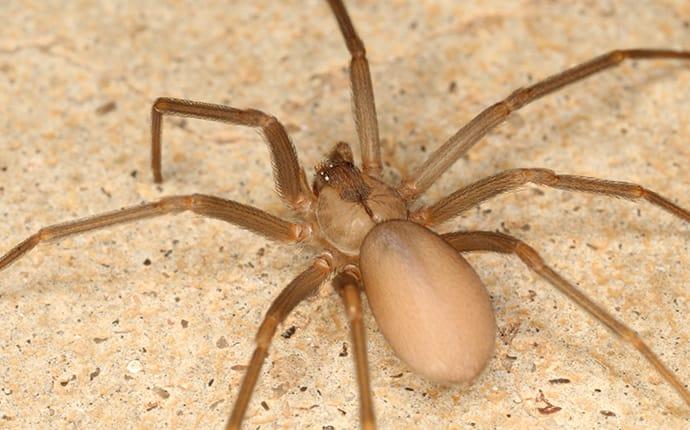 brown recluse spider on sidewalk
