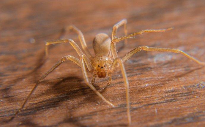 brown recluse on wooden table
