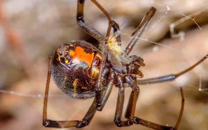 black widow spider eating a fly