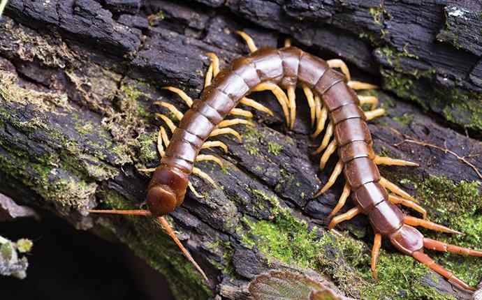 a centipede on a log