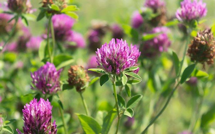 purple clover weeds