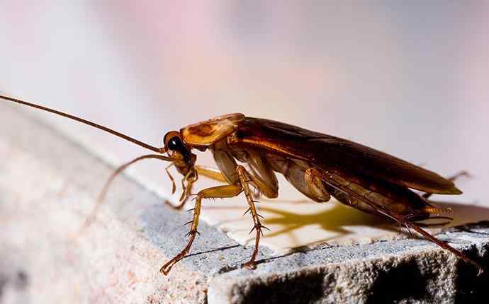 cockroach on cement
