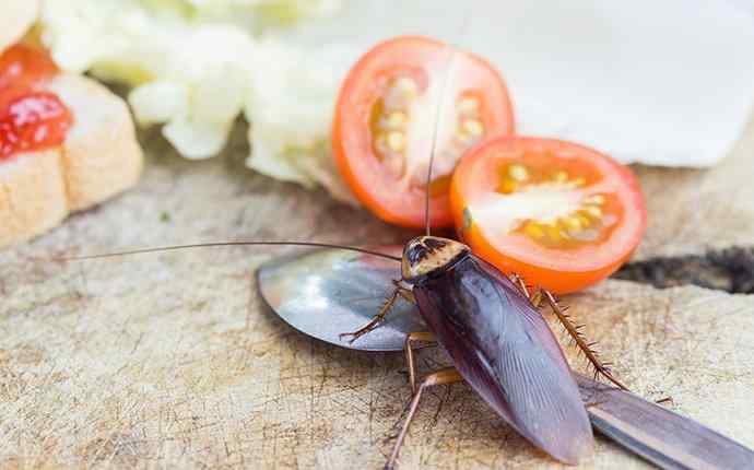 cockroach near tomatoes