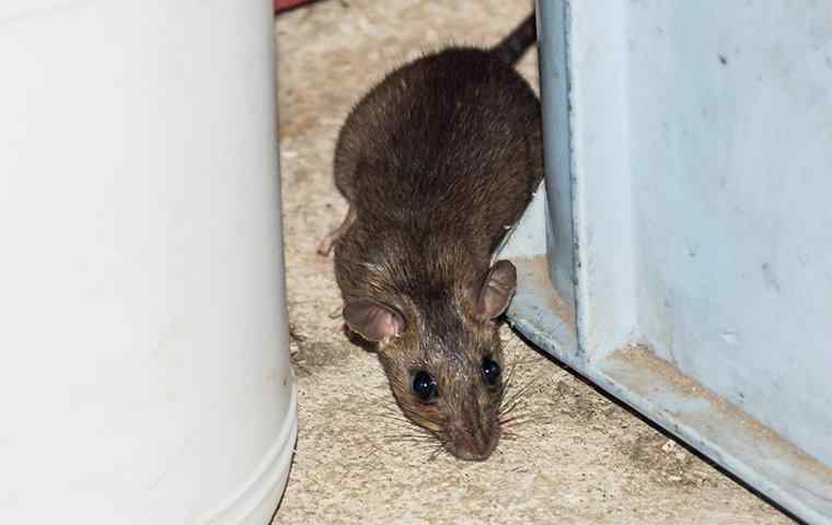 Commercial Rodent Control West Palm Beach, FL