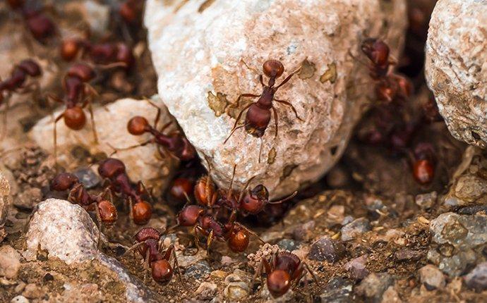 fire ants on rocks