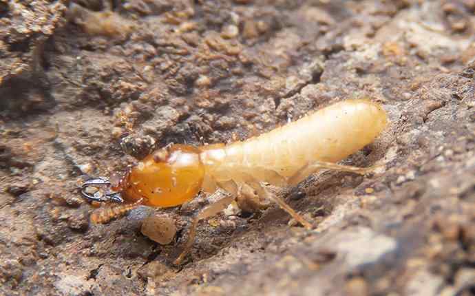 Termite Control Highland Beach, FL