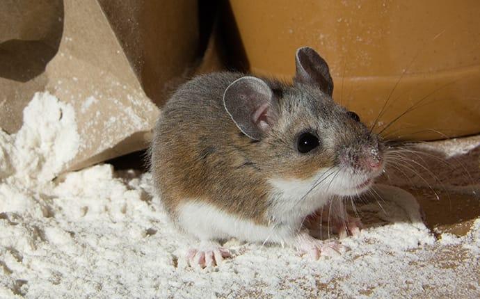 mouse eating flour