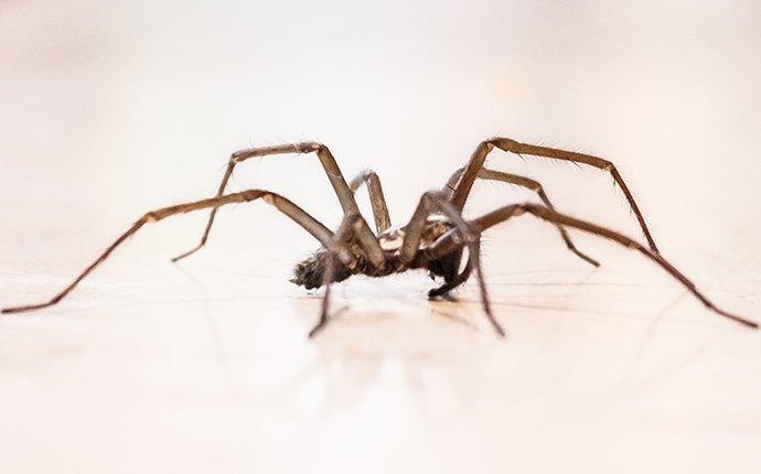 spider on bathroom floor