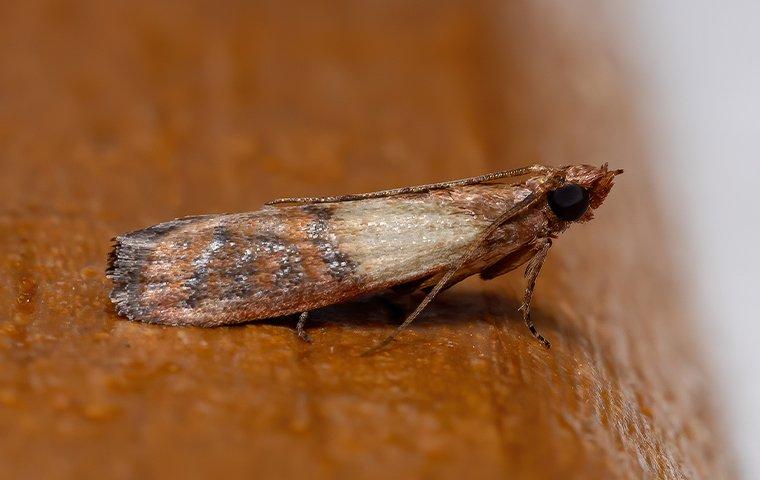 an indian meal moth in a kitchen