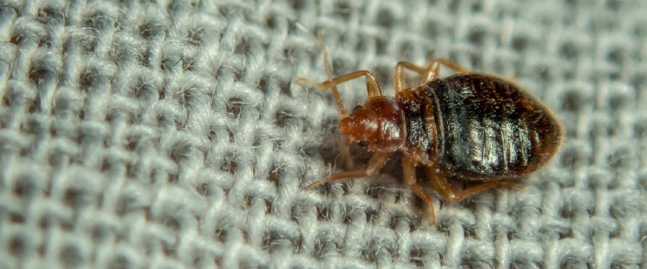 bed bug on couch
