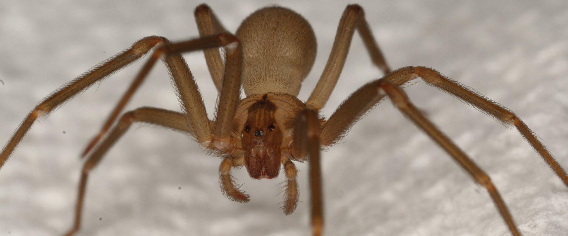 brown recluse spider on paper towel