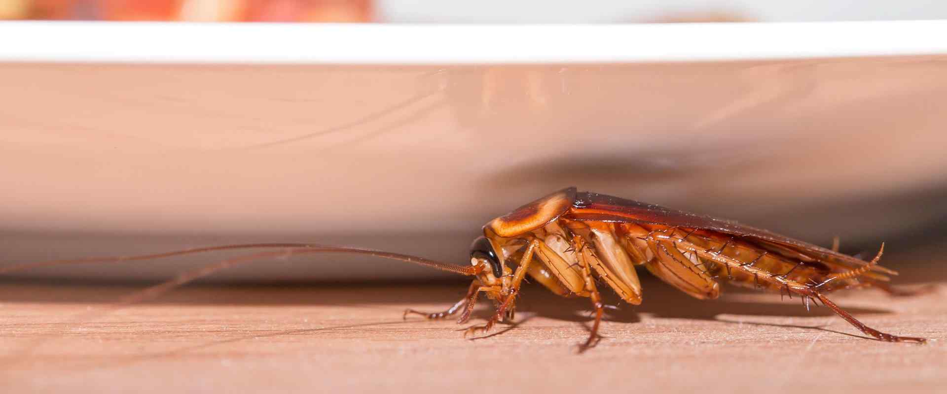 cockroach on kitchen counter