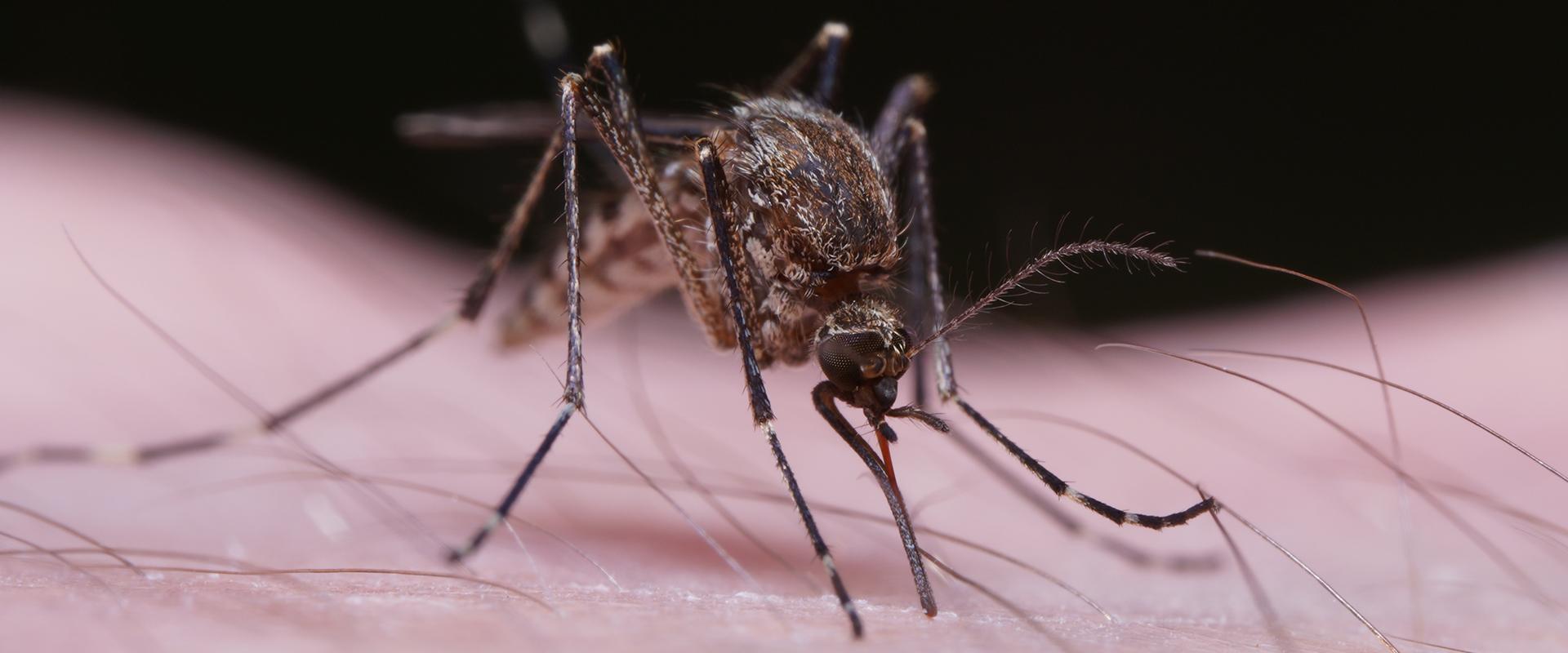 Why Are There So Many Mosquitoes In My West Palm Beach Yard?