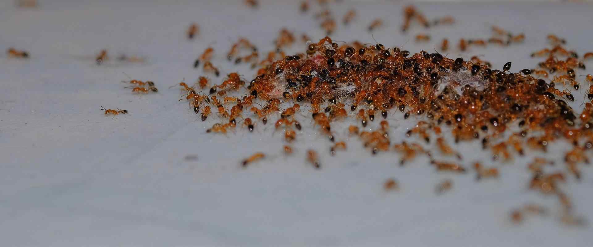 argentine ants on a kitchen counter top