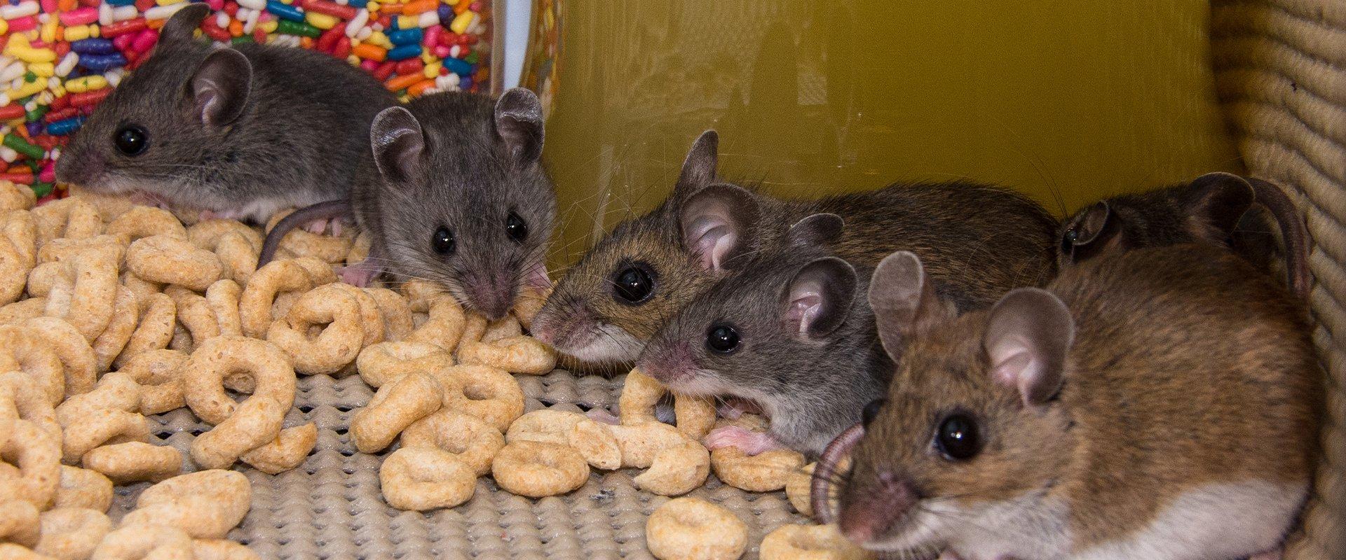 rodents eating cereal