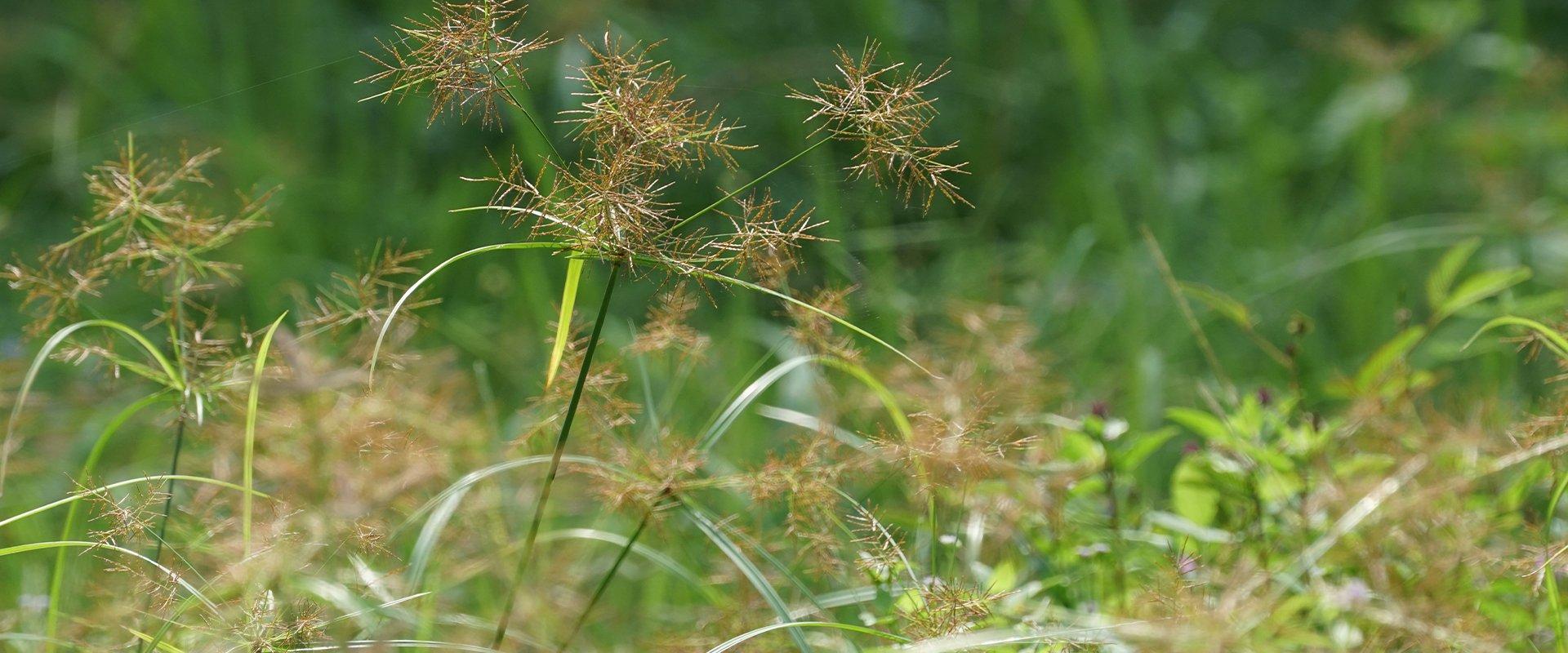 fort-lauderdale-s-handy-guide-to-sedge-weeds